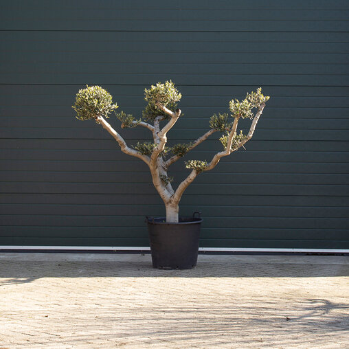 Olijfboom 'Pom pom' totaalhoogte 120-140 cm